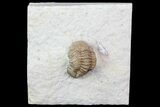 Bargain, Lochovella (Reedops) Trilobite - Oklahoma #68615-2